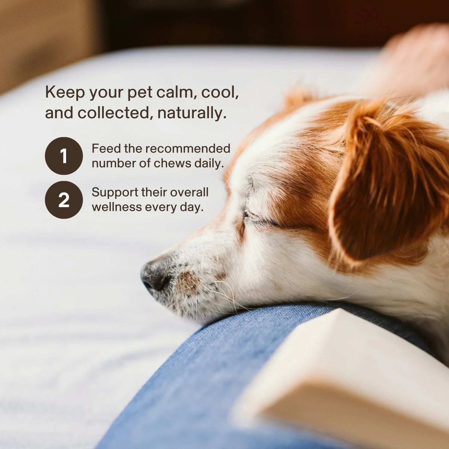 Mushroom Relax Pet Chews - Image 4